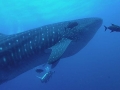 Whale Shark