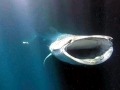Whale Shark