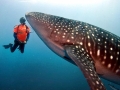 Whale Shark