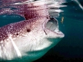 Whale Shark