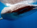 Whale Shark
