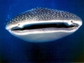 Whale Shark