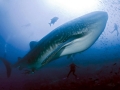 Whale Shark