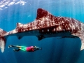 Whale Shark