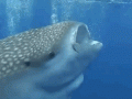 Whale Shark