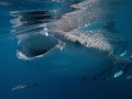 Whale Shark