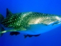 Whale Shark
