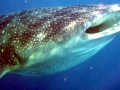 Whale Shark