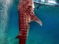 Whale Shark