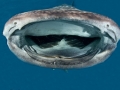 Whale Shark