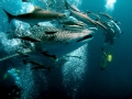 Whale Shark