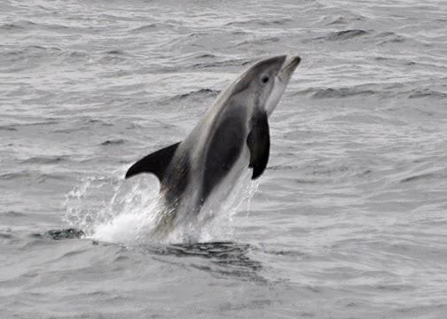 White-beaked Dolphin