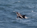White-beaked Dolphin