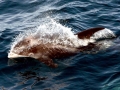 White-beaked Dolphin