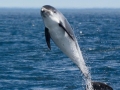 White-beaked Dolphin
