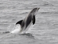 White-beaked Dolphin