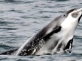 White-beaked Dolphin