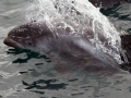 White-beaked Dolphin