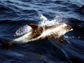 White-beaked Dolphin