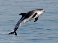 White-beaked Dolphin