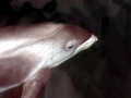 White-beaked Dolphin