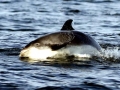 White-beaked Dolphin