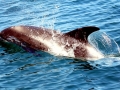 White-beaked Dolphin
