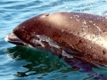 White-beaked Dolphin