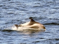 White-beaked Dolphin