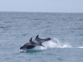 White-beaked Dolphin