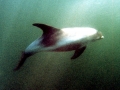 White-beaked Dolphin