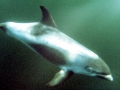 White-beaked Dolphin