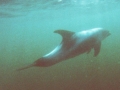 White-beaked Dolphin