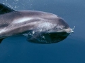 White-beaked Dolphin