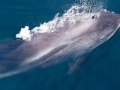 White-beaked Dolphin