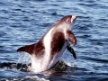 White-beaked Dolphin