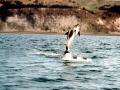 White-beaked Dolphin
