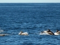White-beaked Dolphin