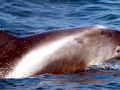 White-beaked Dolphin