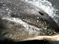 White-beaked Dolphin