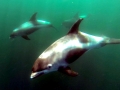 White-beaked Dolphin