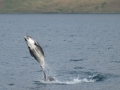 White-beaked Dolphin