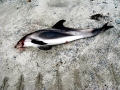 White-beaked Dolphin