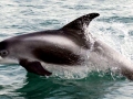 White-beaked Dolphin