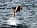 White-beaked Dolphin