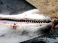 White-beaked Dolphin