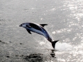 White-beaked Dolphin
