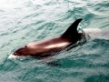 White-beaked Dolphin