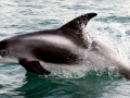 White-beaked Dolphin