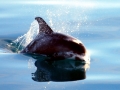 White-beaked Dolphin